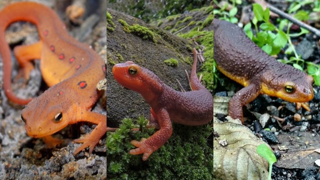 How Long Do Newts Live? Acuario Pets