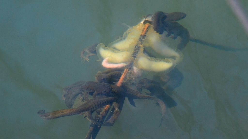 Which Salamanders Can Swim Faster