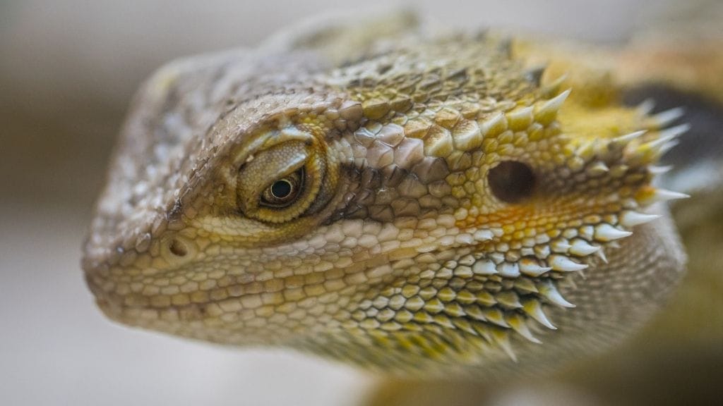 Bearded Dragon Behavior: Are They Friendly Towards Owner?