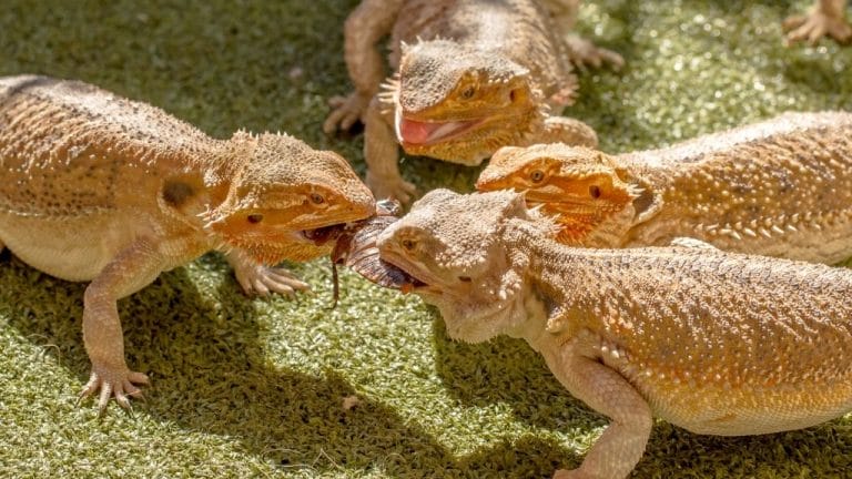 bearded dragon fight