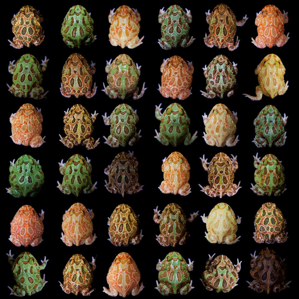 Can Multiple Pacman Frogs Live Together? – Acuario Pets