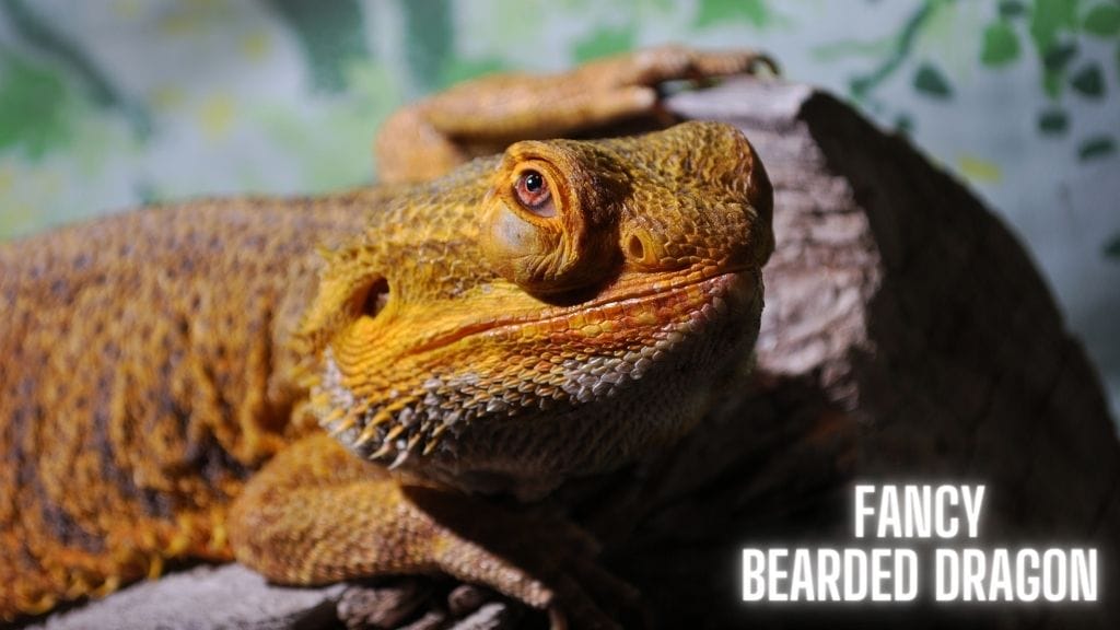 Bearded Dragon Selection Guide