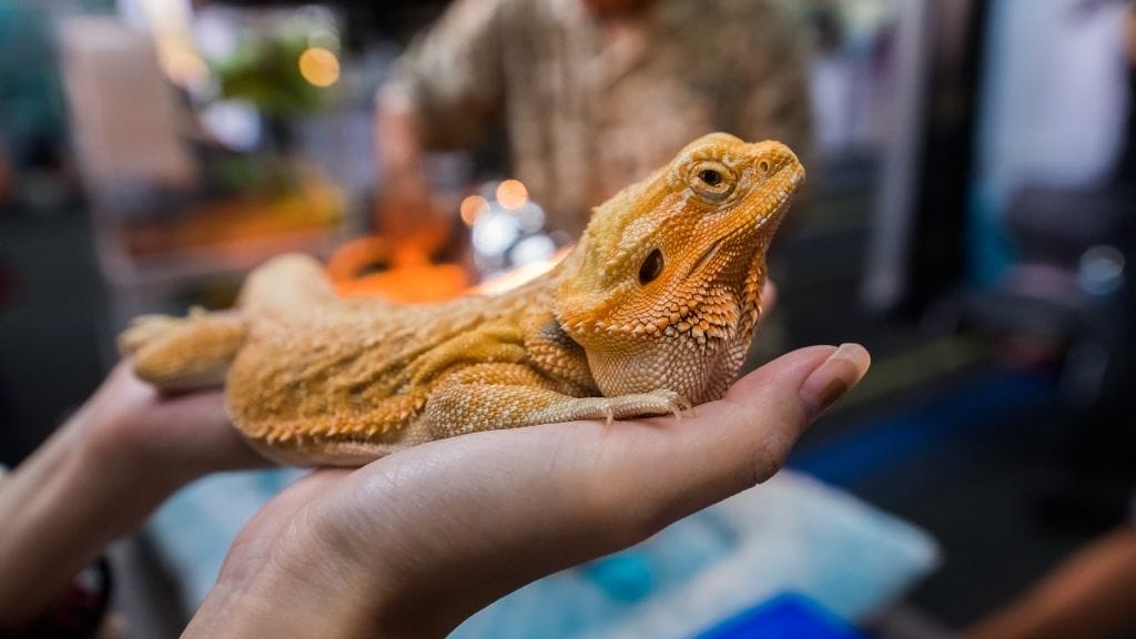 handling bearded dragon