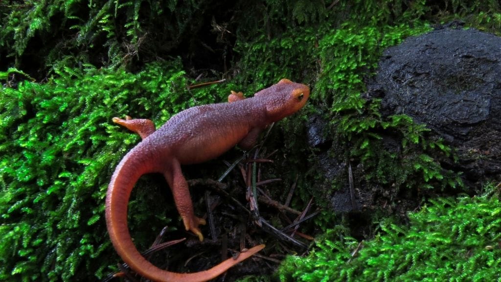 Where Do Newts Live? 2 newts live in mushy dump area