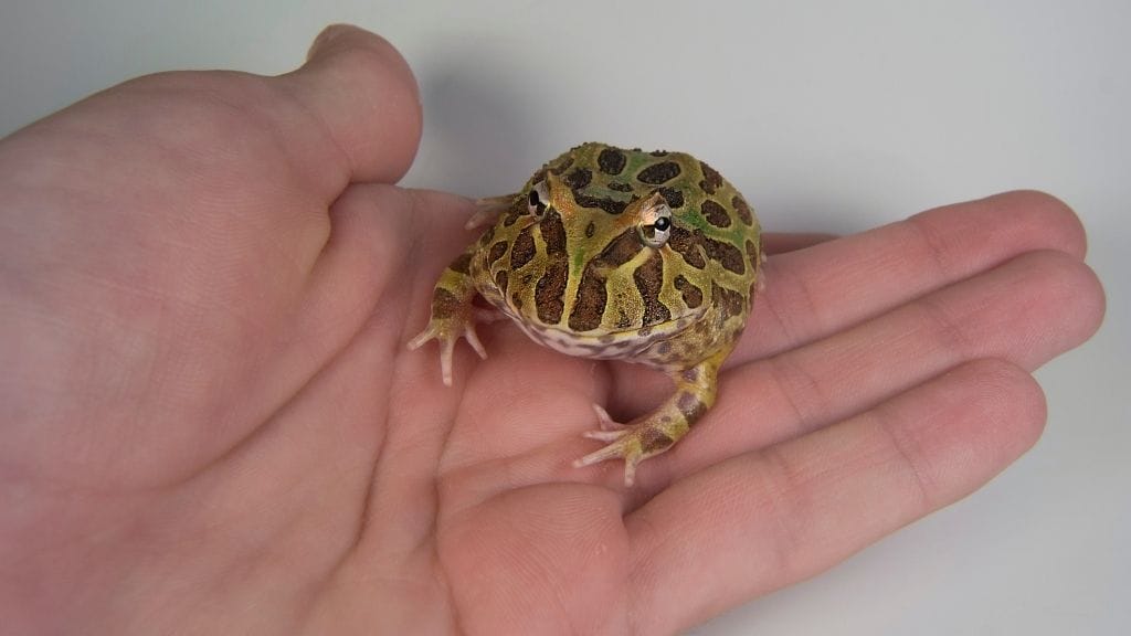 pacman frog on hand