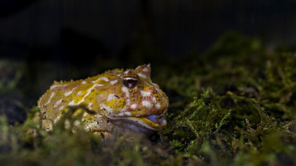 pacman frog on substrate