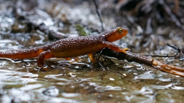 semi aquatic newt walking on water
