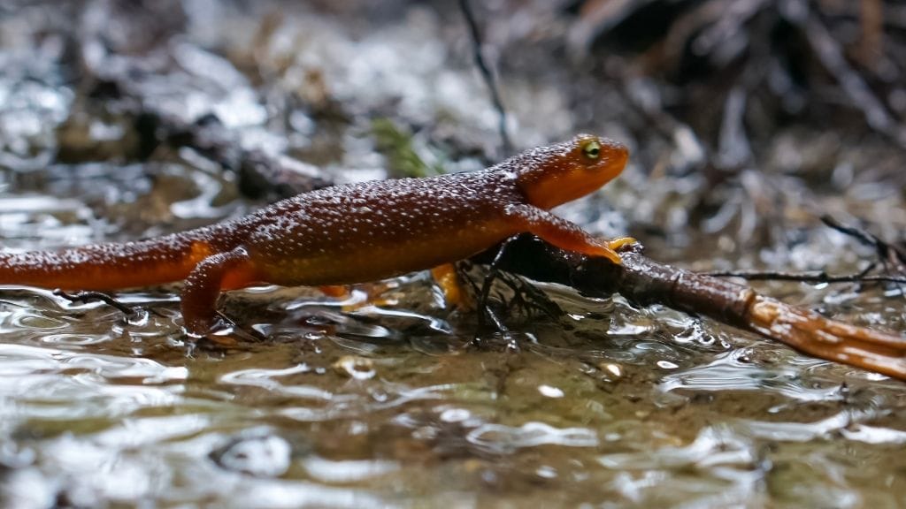 semi aquatic newt walking on water