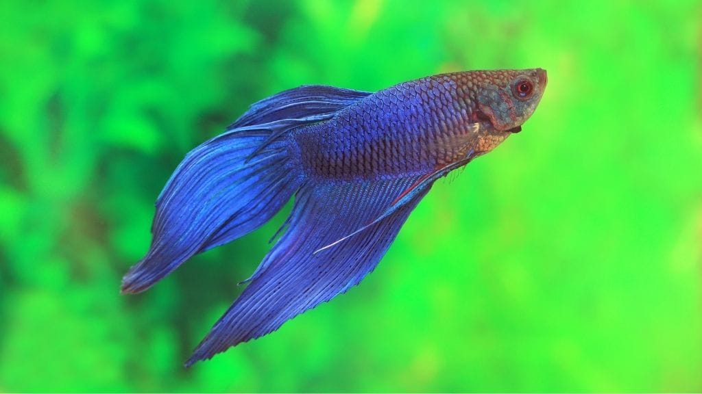 At what age do Bettas make bubble nests