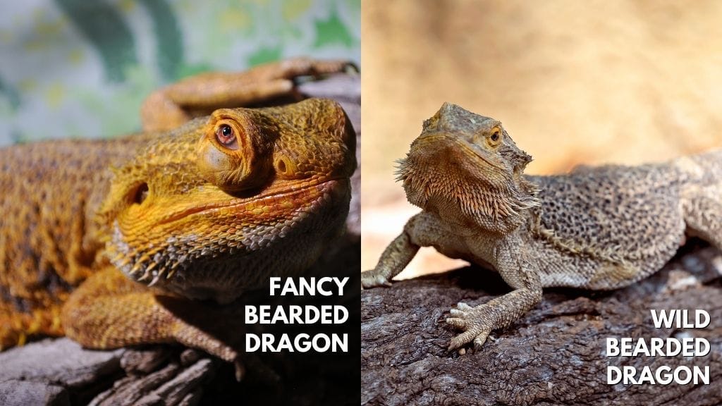Bearded Dragon vs Fancy Bearded Dragon