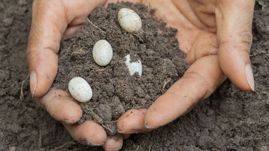 Bearded Dragons Infertile Eggs