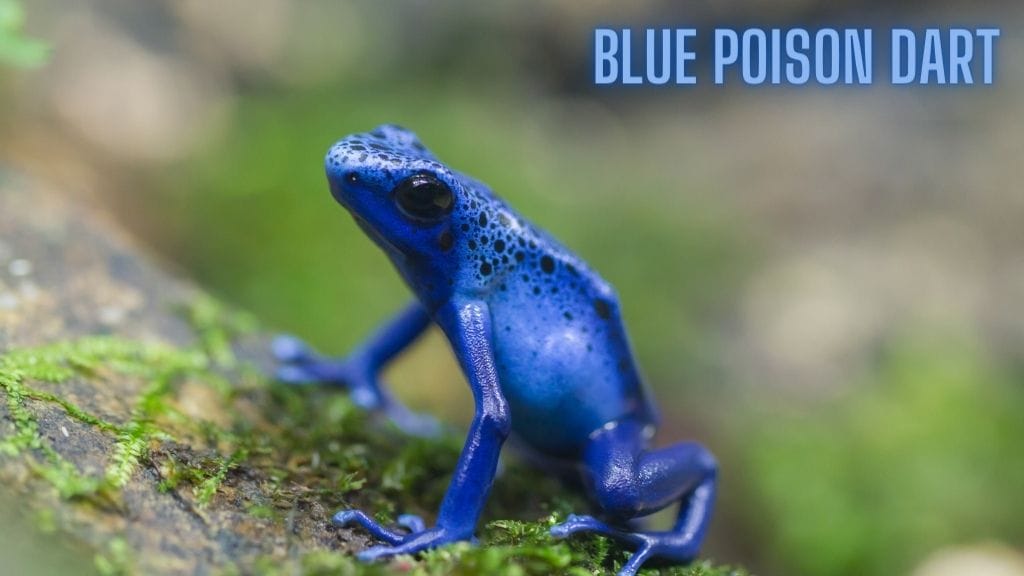 Deadly Poison Dart Frogs Can They Kill You? Acuario Pets