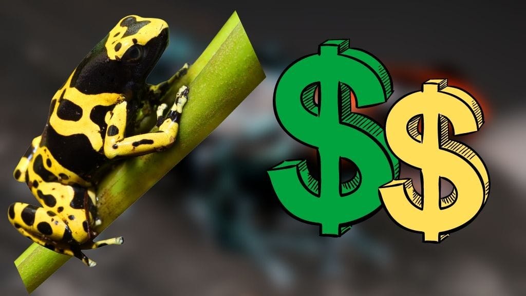 Buying A Dart Frog