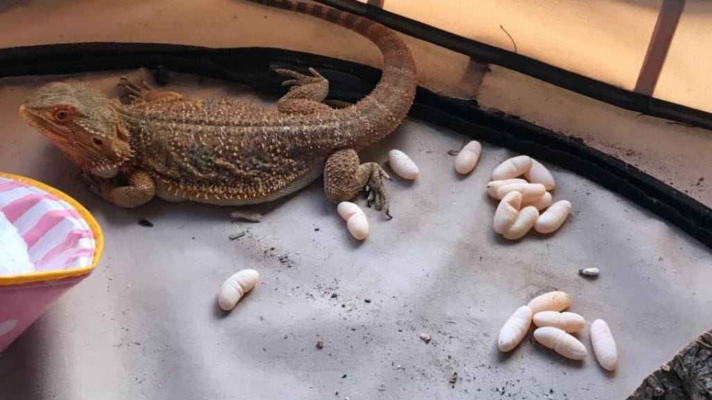 Can Bearded Dragons Lay Infertile Eggs