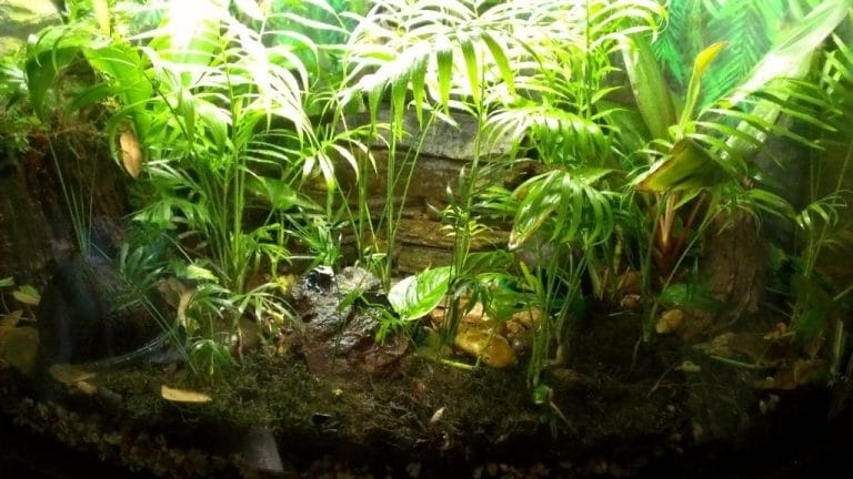 Dart Frog Habitat setup guide