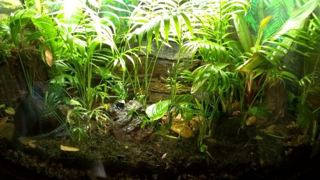 Dart Frog Habitat setup guide
