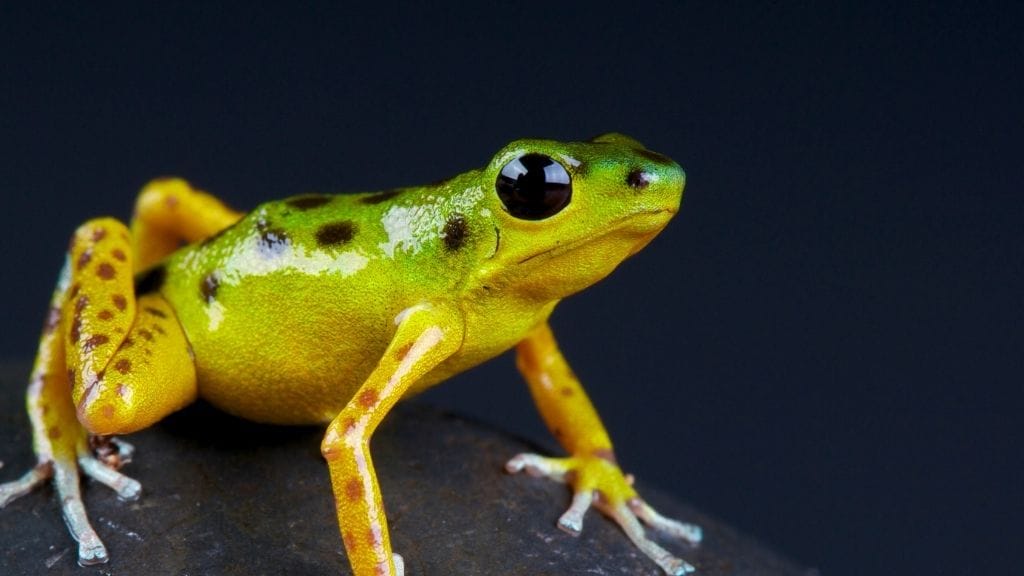 Dart Frog Lifespan: How Long Do They Live?
