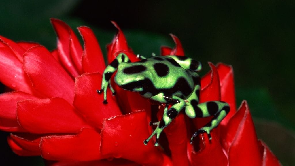 Deadly Poison Dart Frogs: Can They Kill You?
