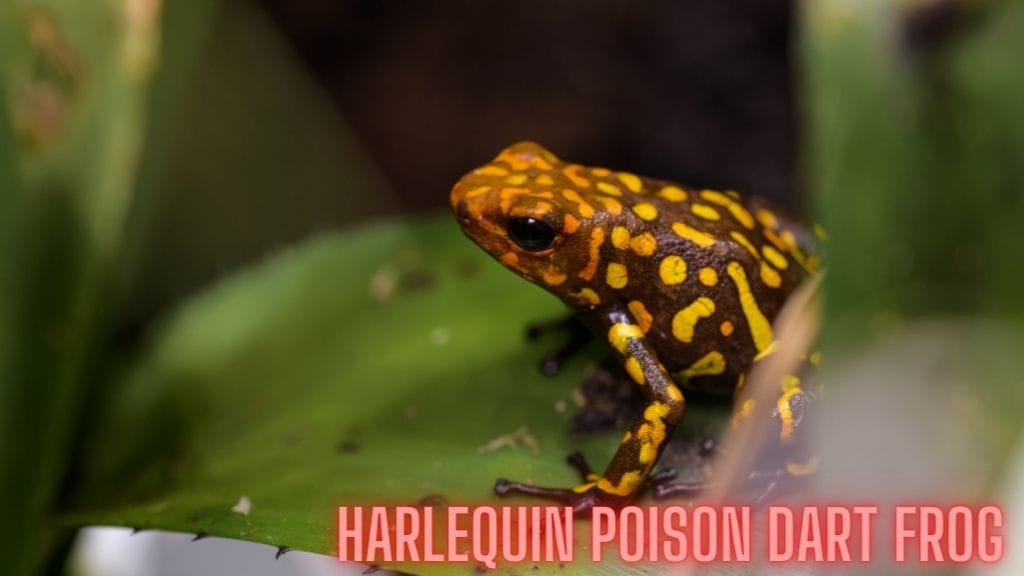 Harlequin Poison Dart Frog