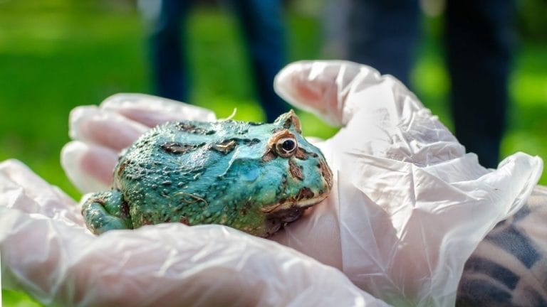 Holding Pacman Frogs