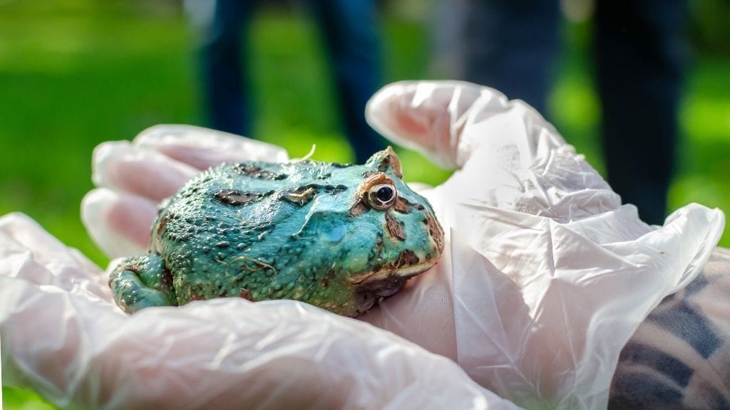 Holding Pacman Frogs