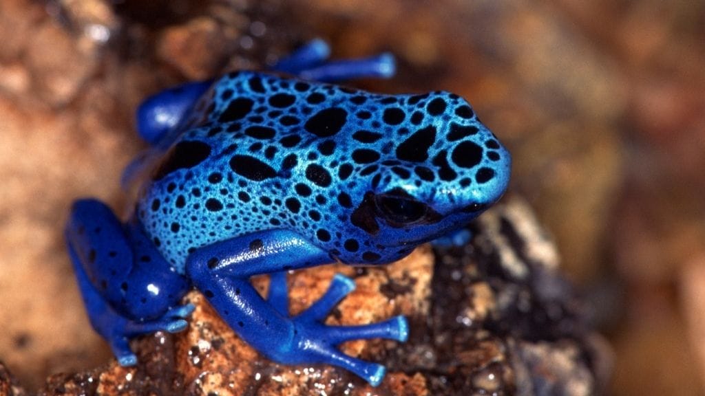 How Long Do dart frogs Live