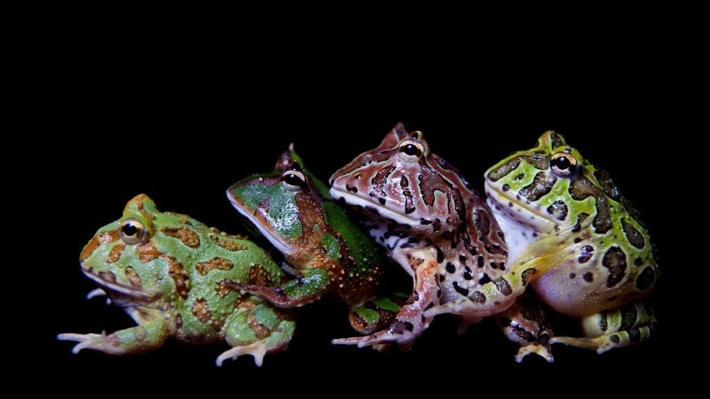 How To Find Out The Age Of Your Pacman Frog