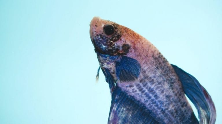 8 Most Common Betta Fish Signs Before They Die