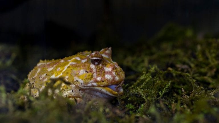 Pacman Frog Diet & Feeding Guide