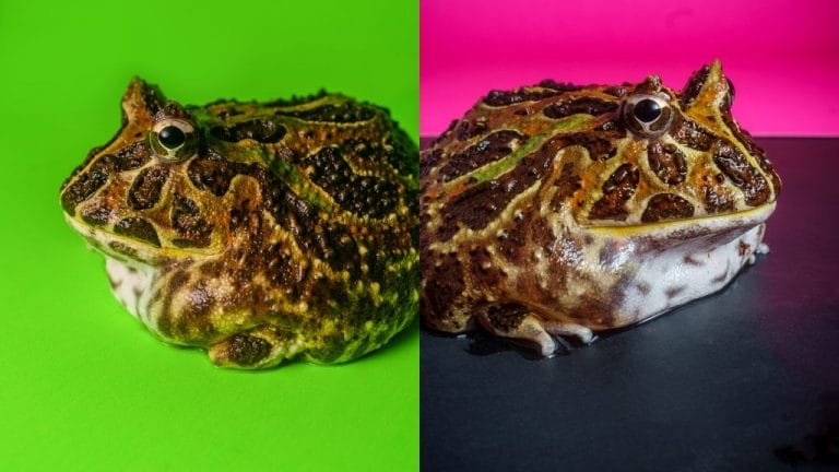 Pacman Frog Gender