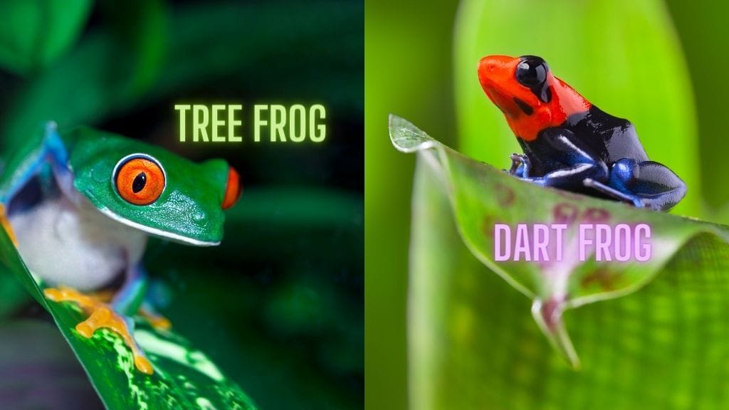 Tree Frog vs Dart Frog comparison