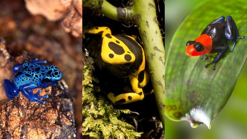colorful dart frogs