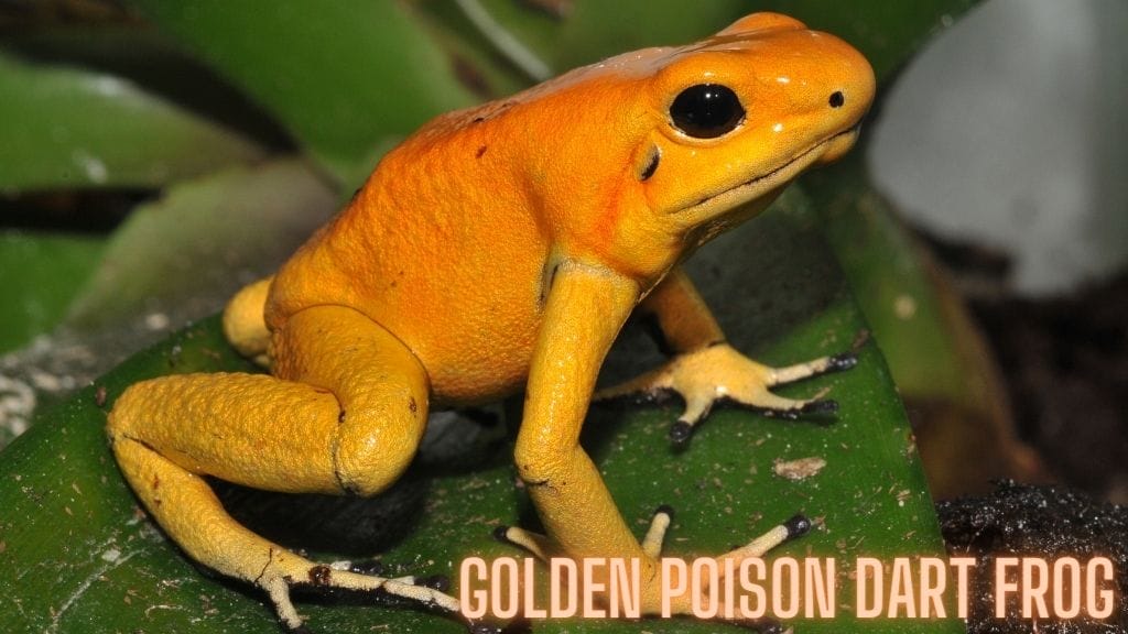 golden poison dart frog