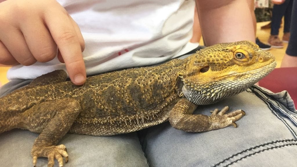 Can Bearded Dragons Roam Freely Inside The House?