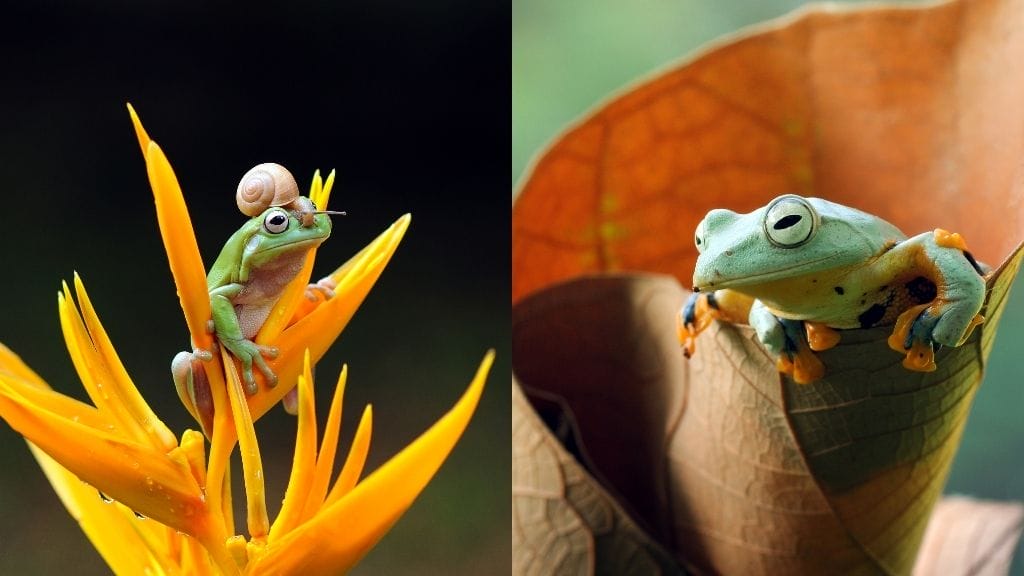 How To Setup A Tree Frog Habitat