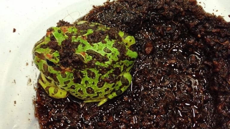 Pacman Frog Burrowing