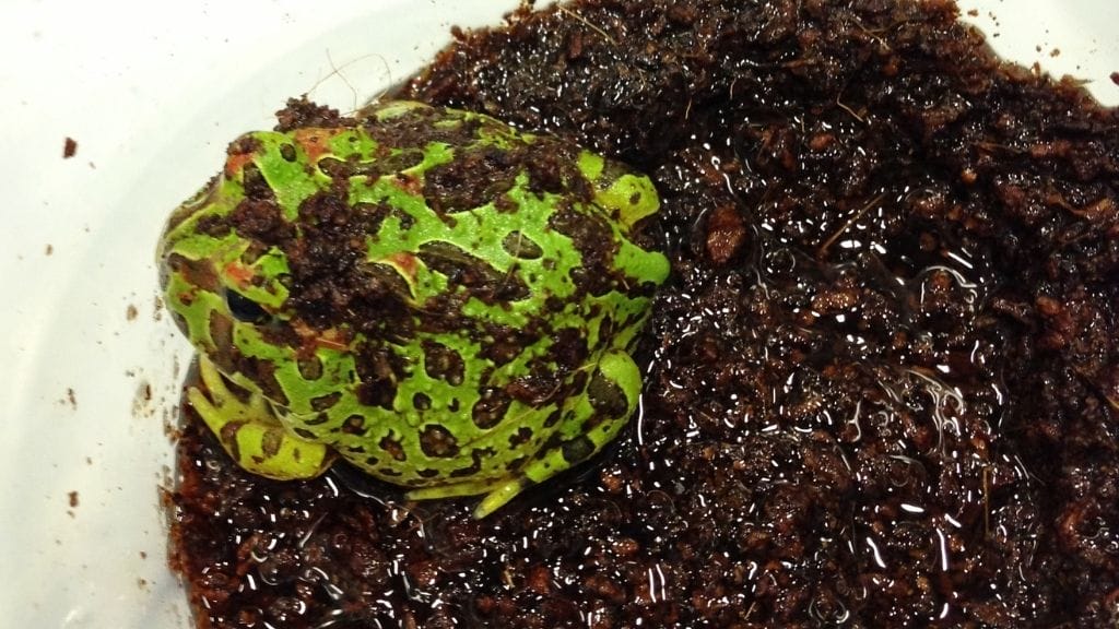 Pacman Frog Burrowing