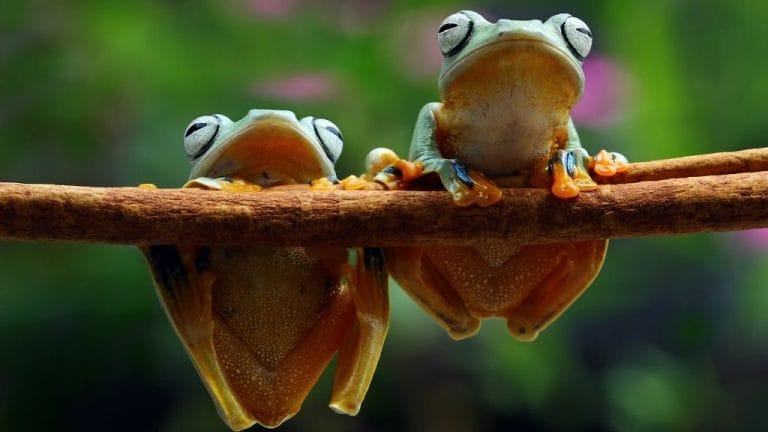 Tree Frog Diet & Feeding Guide