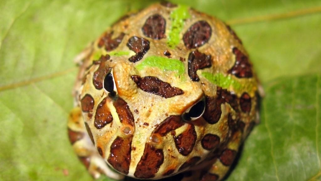 3 Striped Pacman Frog