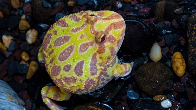 Albino Pacman Frog Care