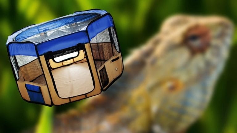 Best Playpen For Bearded Dragon