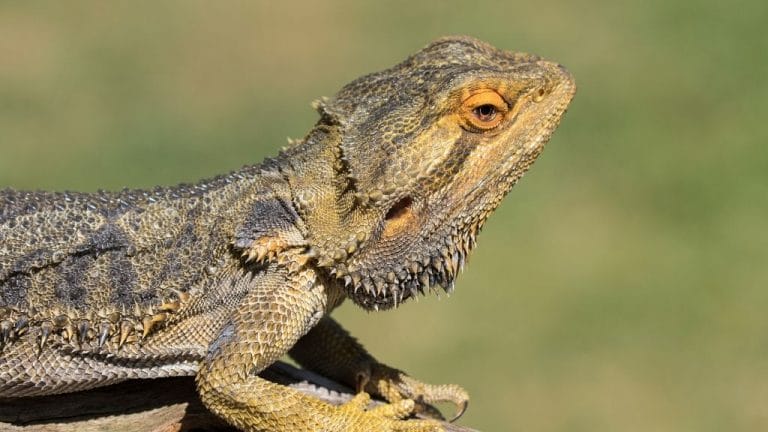 Cheapest Bearded Dragon