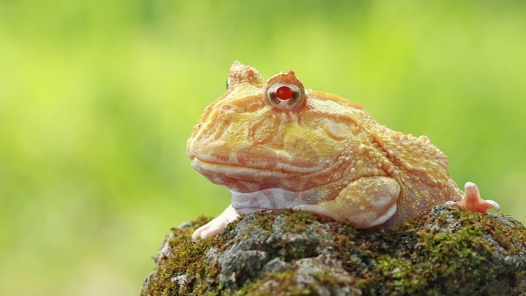 Do Albino Pacman Frogs Need UVB