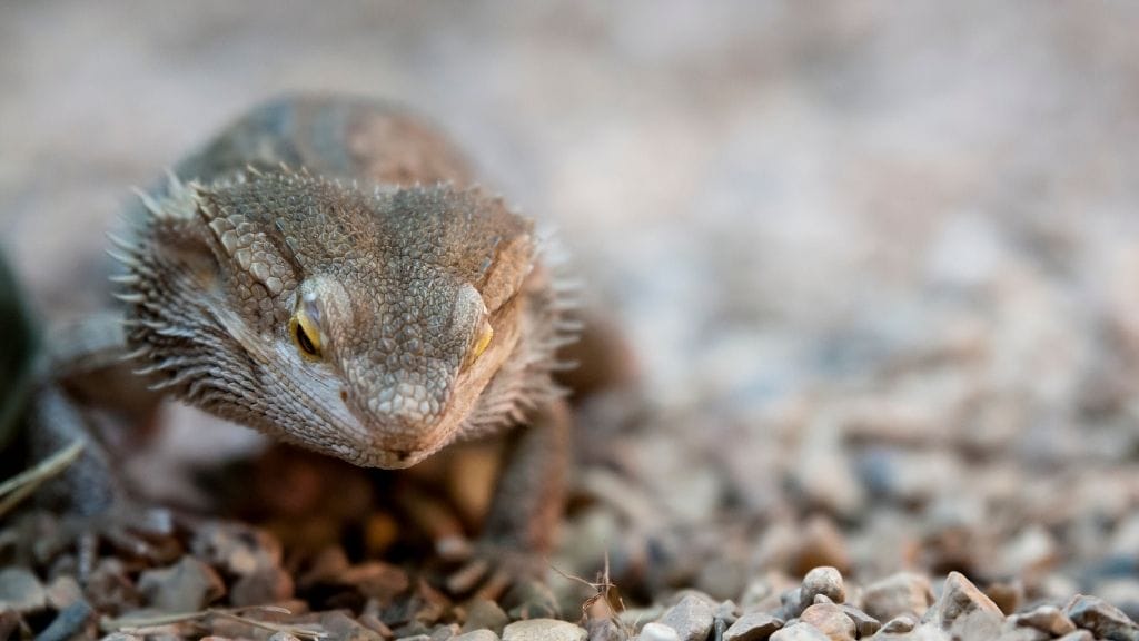Euthanizing Bearded Dragons