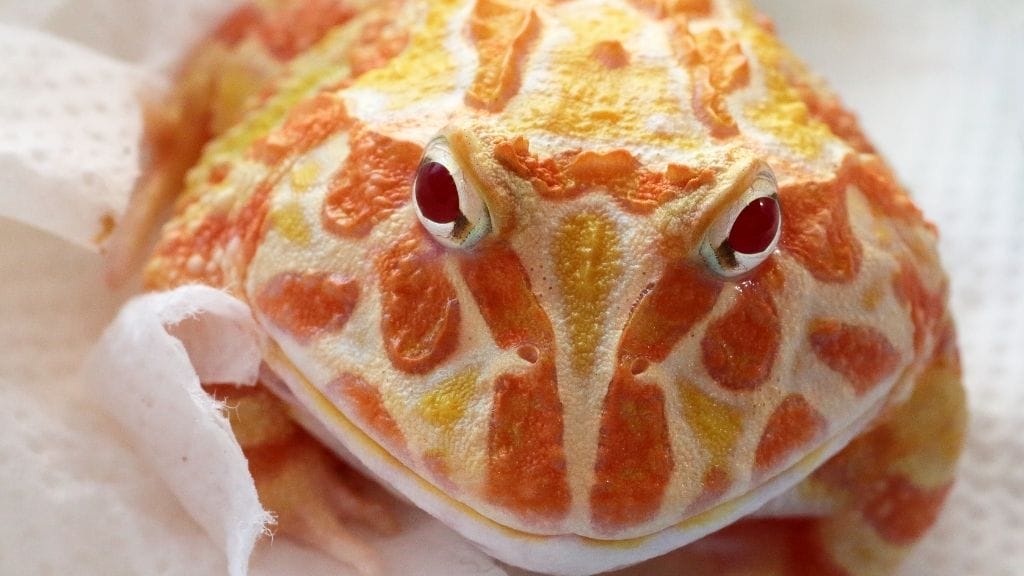 High Red Ornate Pacman Frog