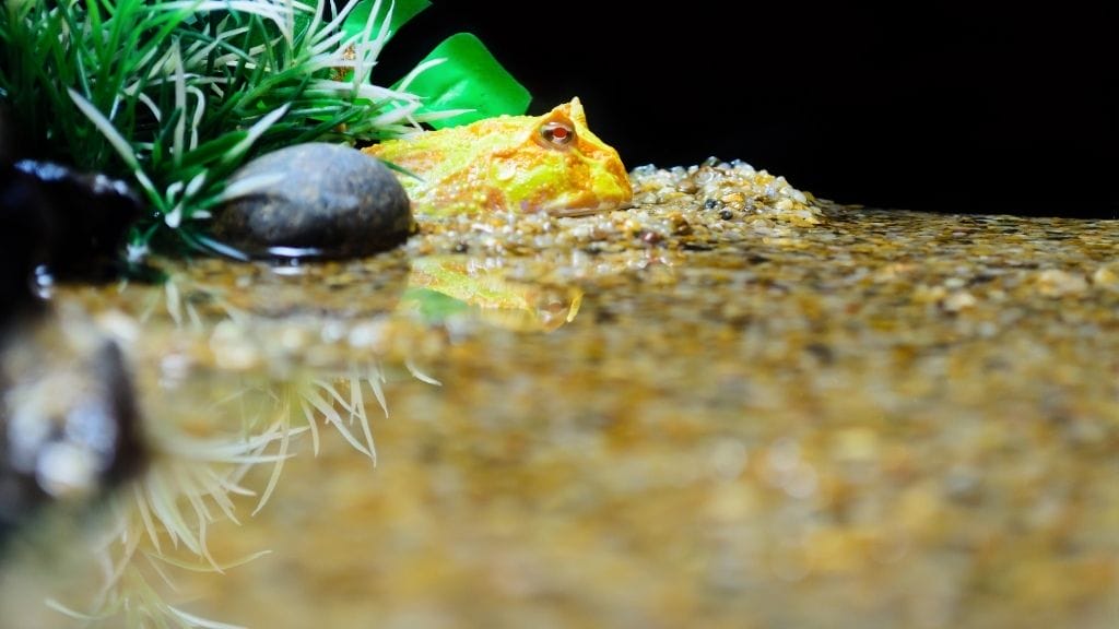 How Much Does A Pacman Frog Cost