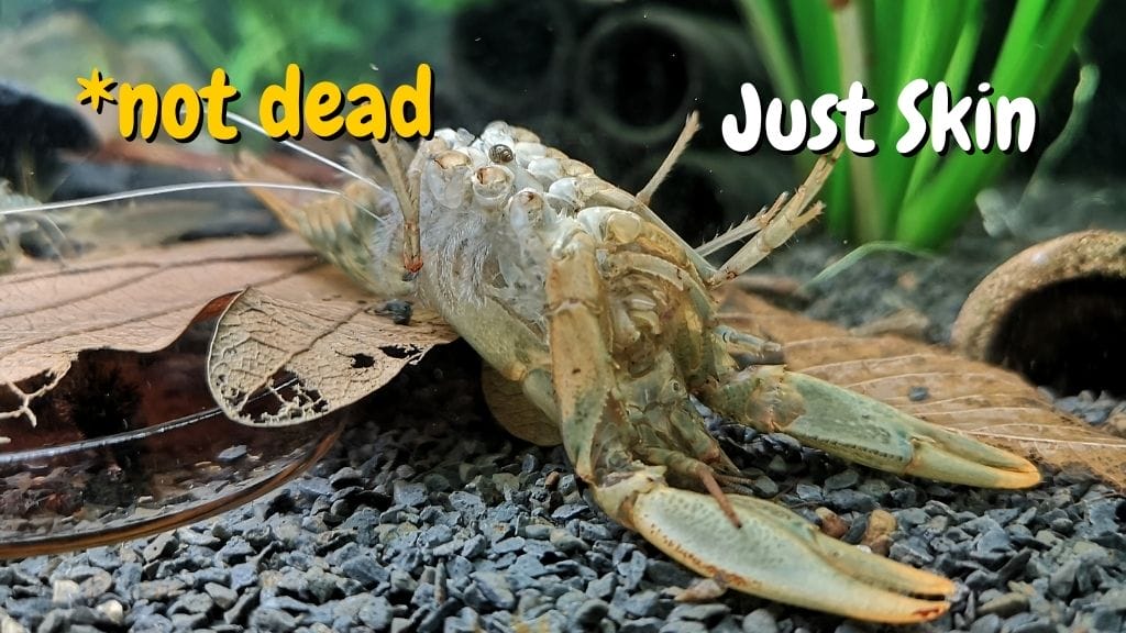 How Often Do Crayfish Molt? Molting Process Explained