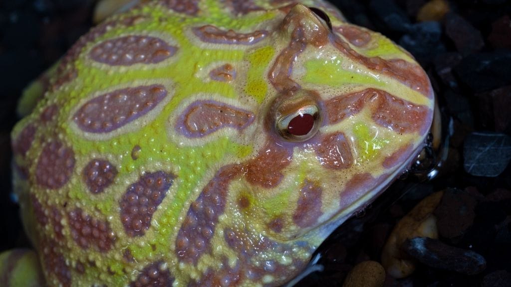 Lemon Albino Pacman Frog