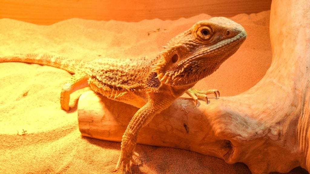 What Diseases Are Deadliest For Bearded Dragons