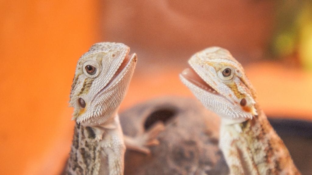 Will A Male Bearded Dragon Kill A Female